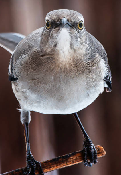 istock A Northern Mockingbird in the snow 2199400924