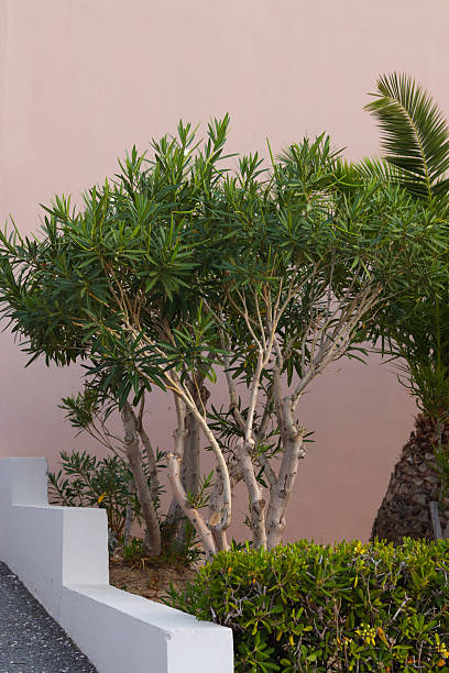 istock Urban landscaping with tropical and Mediterranean vibes. 2199402262