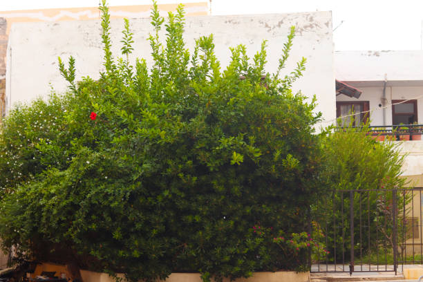 Pomegranate tree in the historic center of Rethymnon, Crete.