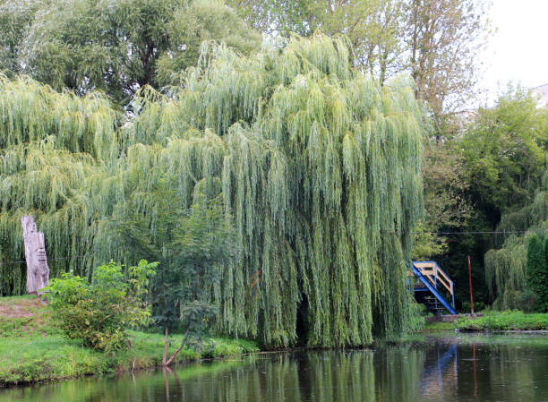 istock The weeping willow tree (Salix babylonica) adorns parks, squares, and ponds. 2199404066