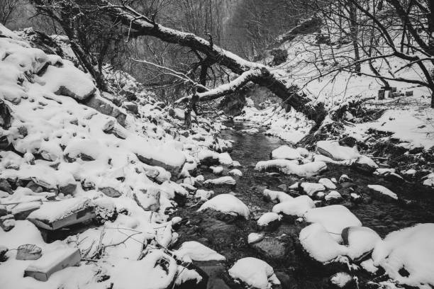 Fresh snow in the New England woods. In black and white.