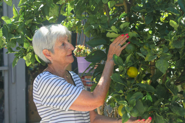 istock senior woman looking at  lemon tree in the garden 2199408907