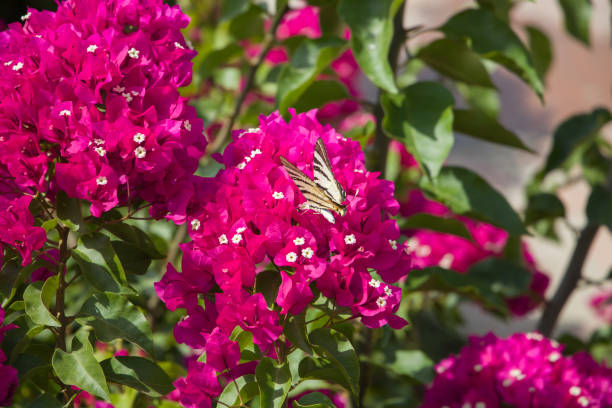 Beautiful bougainvillea flowers
