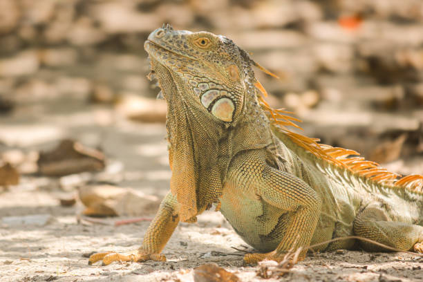 istock Iguanas in a Tropical Wonderland in a sunny day 2199411194