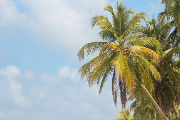 istock Palm on the  beach with copy space place with an amazing sky 2199411199