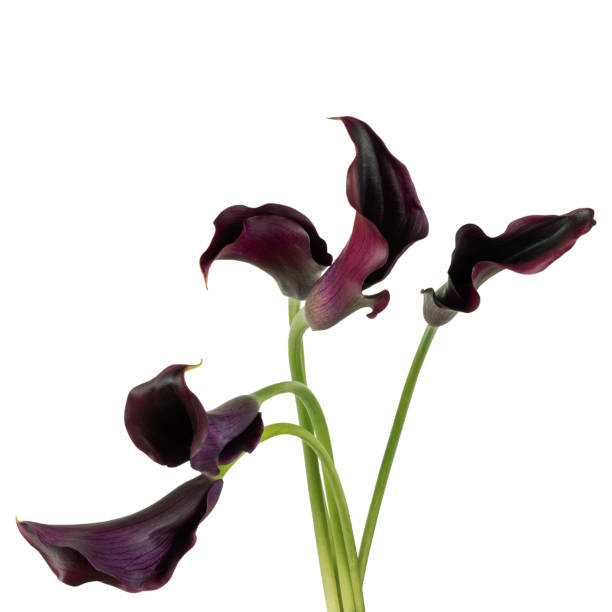 istock five blooming black calla lilies with green stems 2199413154