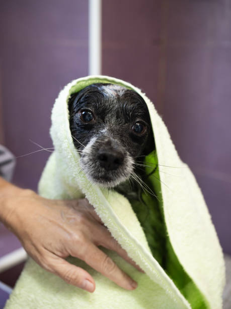 istock Woman's hand drying a cute dog with a green towel after a bath. 2199415095