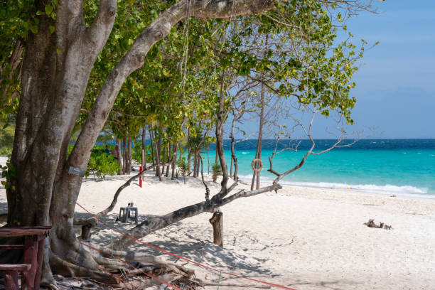 istock Trees on beach on Bamboo Island or Ko Mai Phai is small island in Thailand, located between Krabi coast and Phi Phi Islands, Adaman sea 2199415741