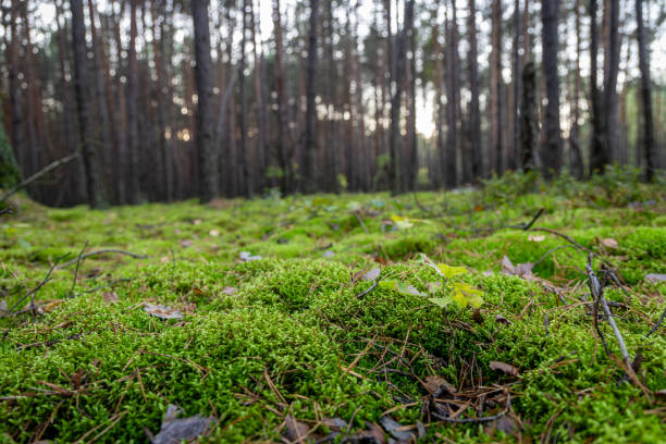 istock Enchanted Forest  Landscape with Sunbeams and Lush Greenery for Nature Themes 2199415900