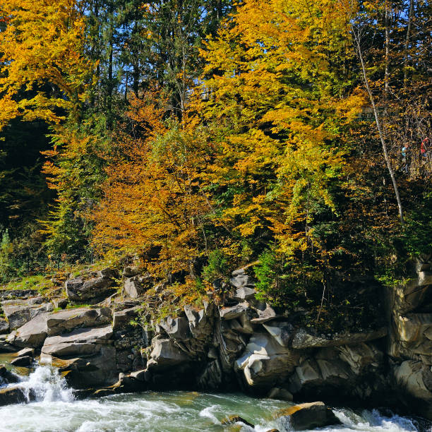 Colorful autumn landscape. A mountain river with a fast flow, an autumn forest and bright sun. Carpathian Mountains, Ukraine.