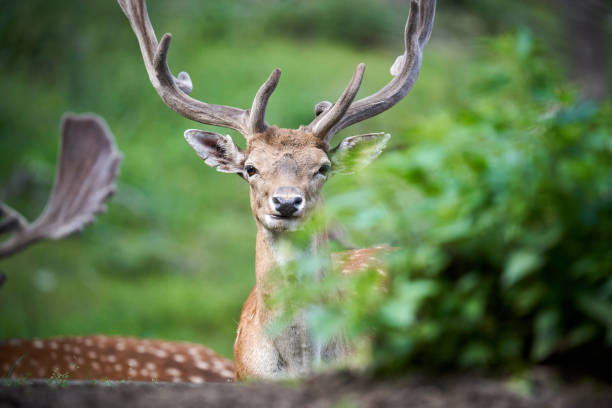 istock Majestic Fallow Deer Resting Gracefully in a Dense Forest Clearing 2199416793