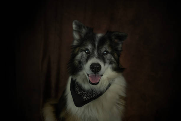 Border Collie at trainning camp