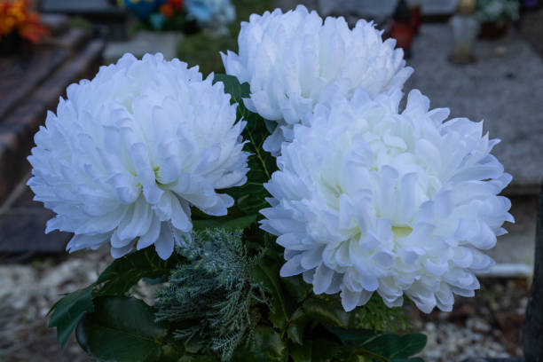 istock close-up of white chrysanthemum flowers on a grave. 2199417650