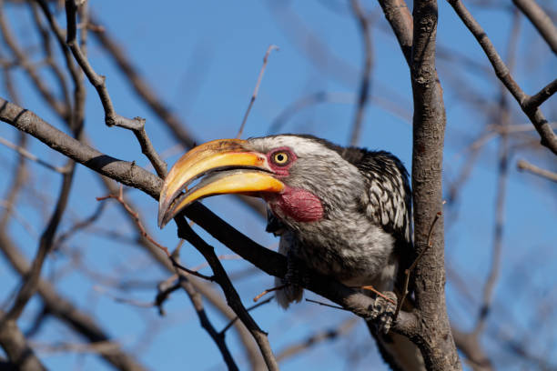 a Hornbill in a tree in southern Africa