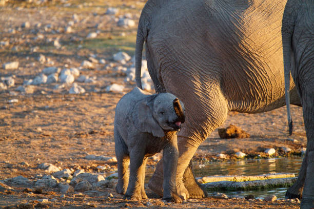 Elephants drink from a waterhole in southern Africa