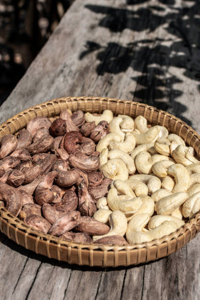 istock organic cashew nuts in cambodia farm 2199420294