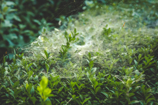 Delicate spider webs draped across vibrant greenery, creating a mystical scene of nature's craftsmanship and showcasing intricate patterns in a lush environment.