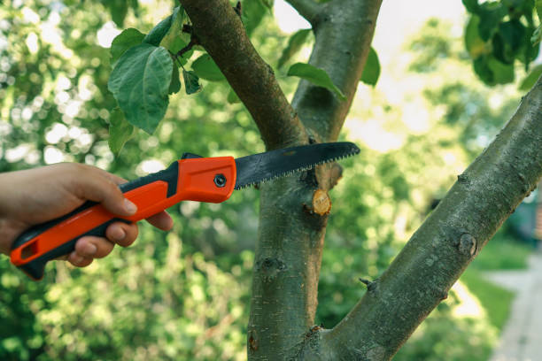 istock Close-up of a hand using a folding hand saw to cut a tree branch outdoors. Perfect for pruning, yard work, and garden maintenance projects 2199421871