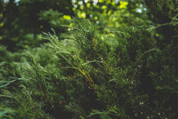 istock Close-up of lush evergreen juniper branches with small berries in a forest environment. Perfect for natural backgrounds, landscaping, and botanical concepts 2199421873