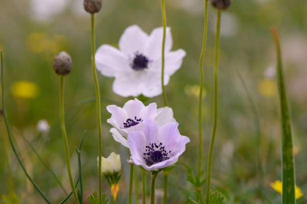 Delicate wildflowers bloom in a vibrant meadow under soft spring sunlight