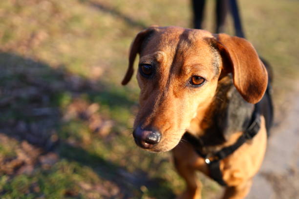 istock Adorable Dachshund Puppy 2199422359