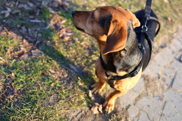 istock Adorable Dachshund Puppy 2199422360
