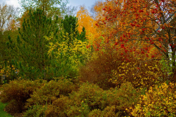 istock Red, orange, yellow, green leaves on a autumn trees 2199424554