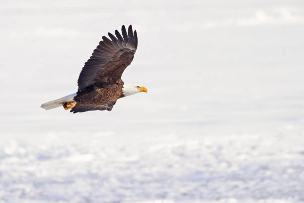 istock Bald eagle in flight over the frozen Ontario Lake 2199427592