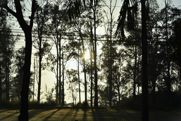 Sunrise among the trees of the Department of Aerospace Science and Technology in São José dos Campos