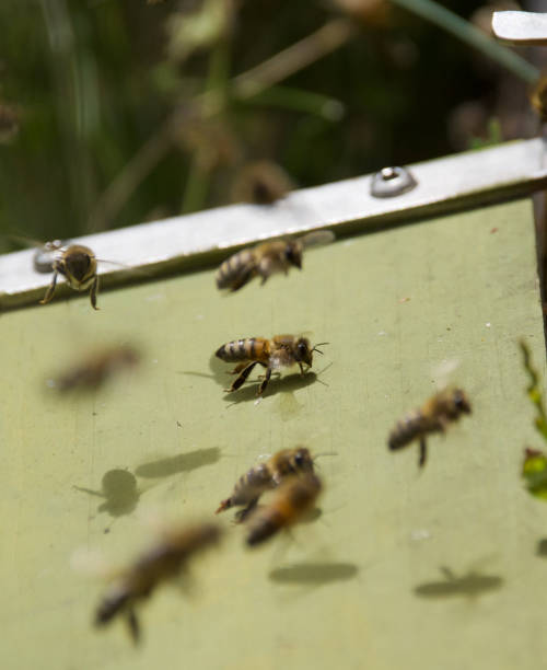 istock Flying honey bees returning to their hive, captured mid-air. 2199428626