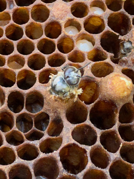istock A newly hatched honey bee emerging from a honeycomb cell. 2199428676