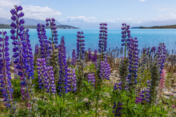 istock Lupines and Azure Waters, New Zealand 2199428810