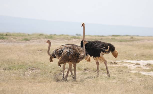 Ostrich group - Kenya Ostrich group in the savannah - Kenya somali ostrich stock pictures, royalty-free photos & images