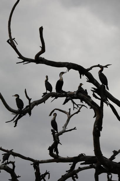 istock White-breasted Cormorant Nest - Lake Naivacha 2199429209