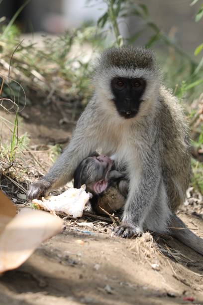 istock Vervet monkeys rummage through tourists' trash 2199429382