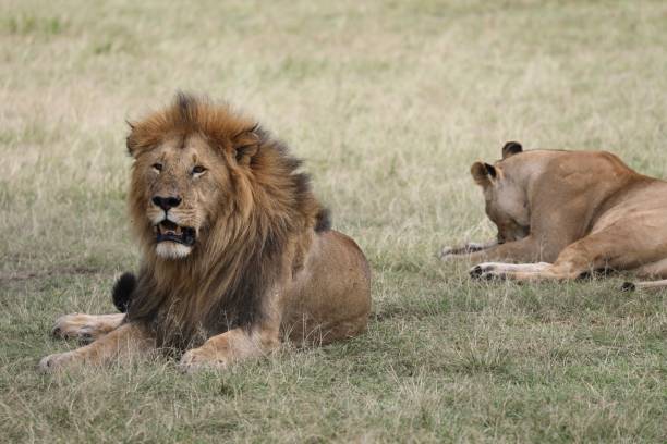 istock A couple of lions - Kenya 2199431263