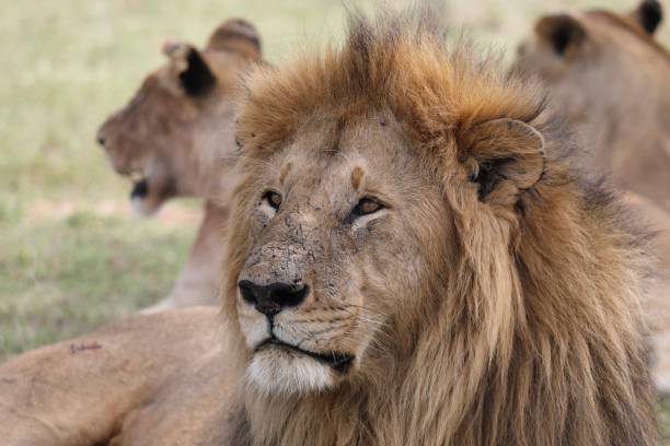 istock The Lion's Intense Gaze - Kenya 2199431312