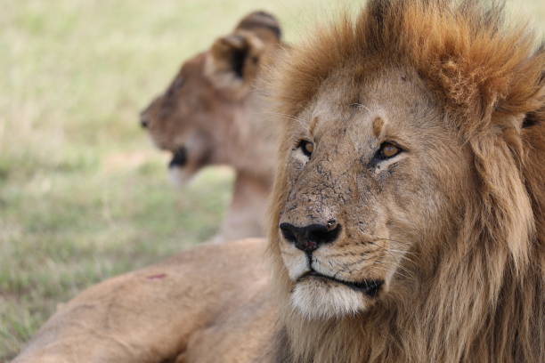 The Lion's Intense Gaze
 - Kenya