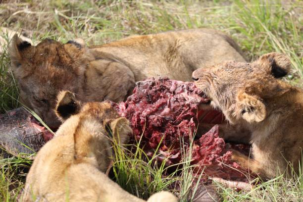istock Lion Cubs' Meal - Kenya 2199431356
