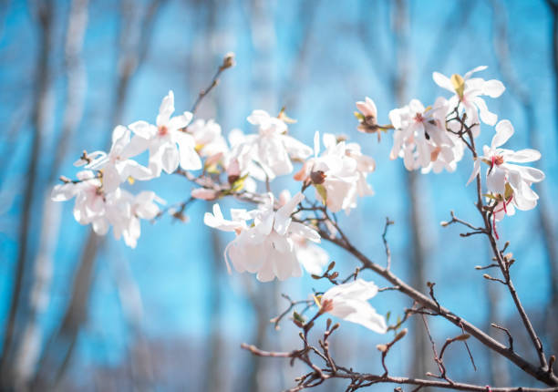White magnolia flowers against blue sky