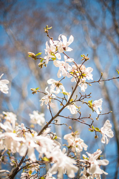 istock White magnolia flowers against blue sky 2199431447