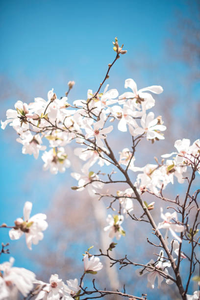 istock White magnolia flowers against blue sky 2199431482