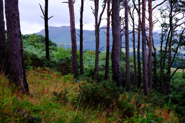 Forest landscape.