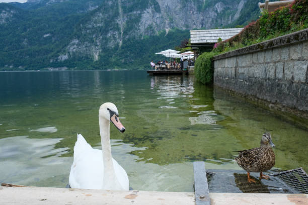 Swan and Duck by a Lakeside Cafe in Hallstatt