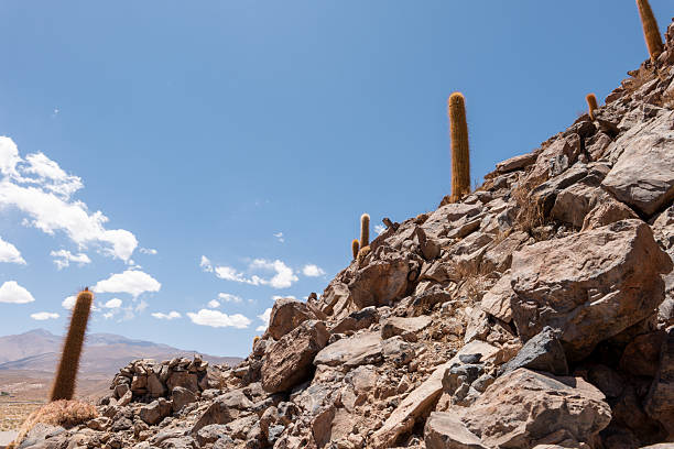 Towering cacti stand in a rocky desert terrain with sparse vegetation. The scene captures the harsh beauty of a dry climate.