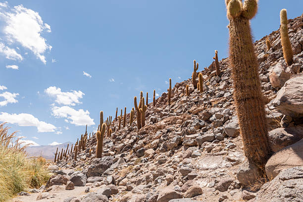 Cactus plants in \