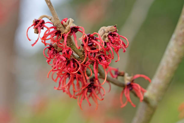 istock Red Hamamelis x intermedia 'Rubin', winter witch hazel in flower. 2199436739