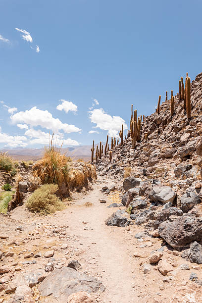 Cacti stand tall on rocky terrain beneath a bright sky. Majestic desert landscape features rugged rocks and sparse vegetation.