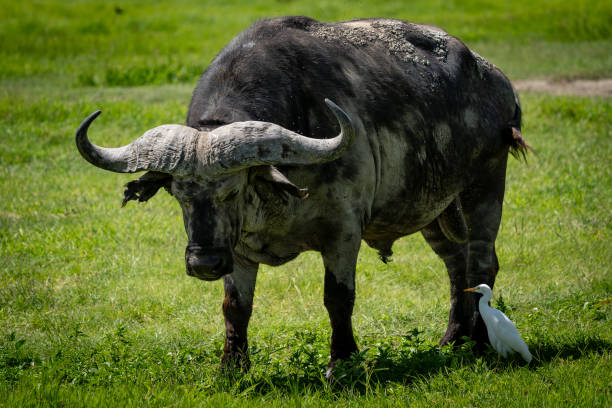 istock African Buffalo and Cattle Egret in the Grassland 2199437653
