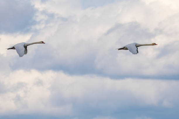 istock Swans flying over the lake. 2199439688